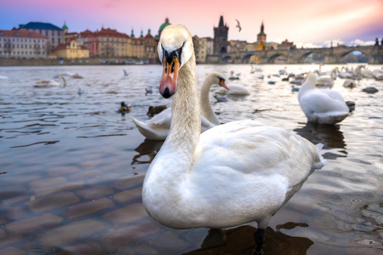 Swans, near the Kafka museum along the banks of the Vltava, with the Charles Bridge in the backdrop, Prague, Czech